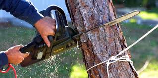 Best Arborist Consultation Services  in Saratoga, WY